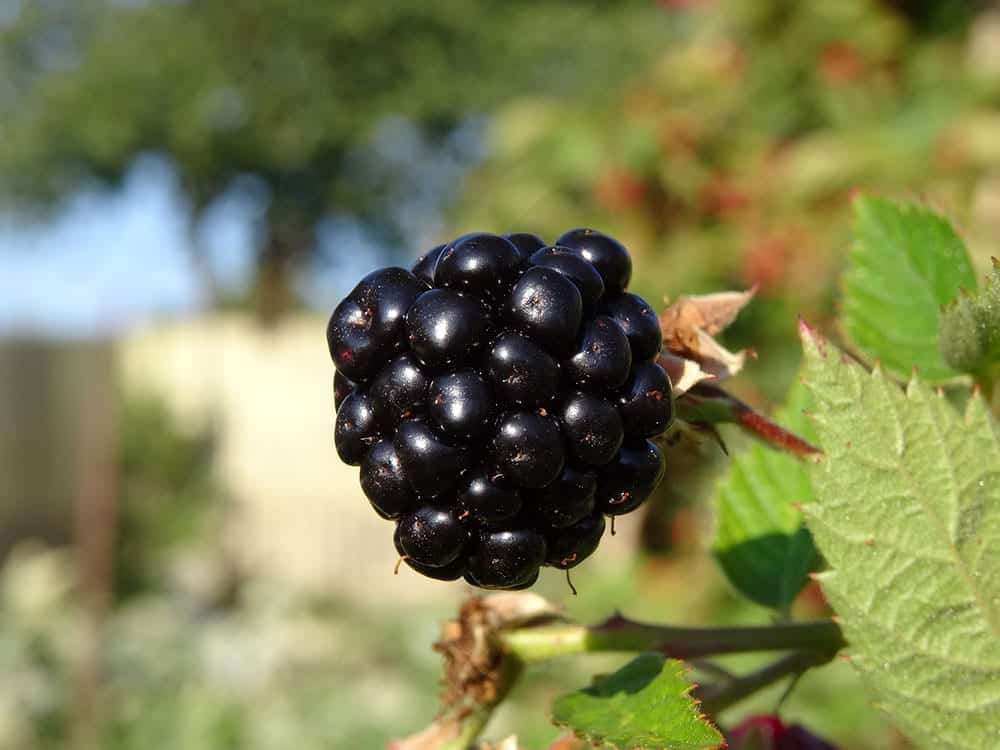 blackberry festival, blackberry festival florida, north florida events