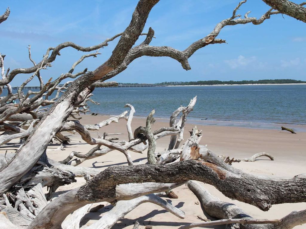 Collections of dried drift wood on the shores of a beach in Big Talbot Island State Park.
