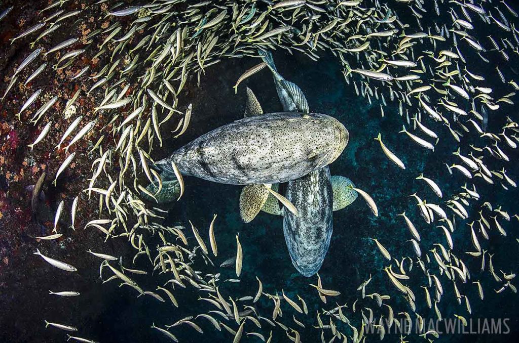 goliath grouper