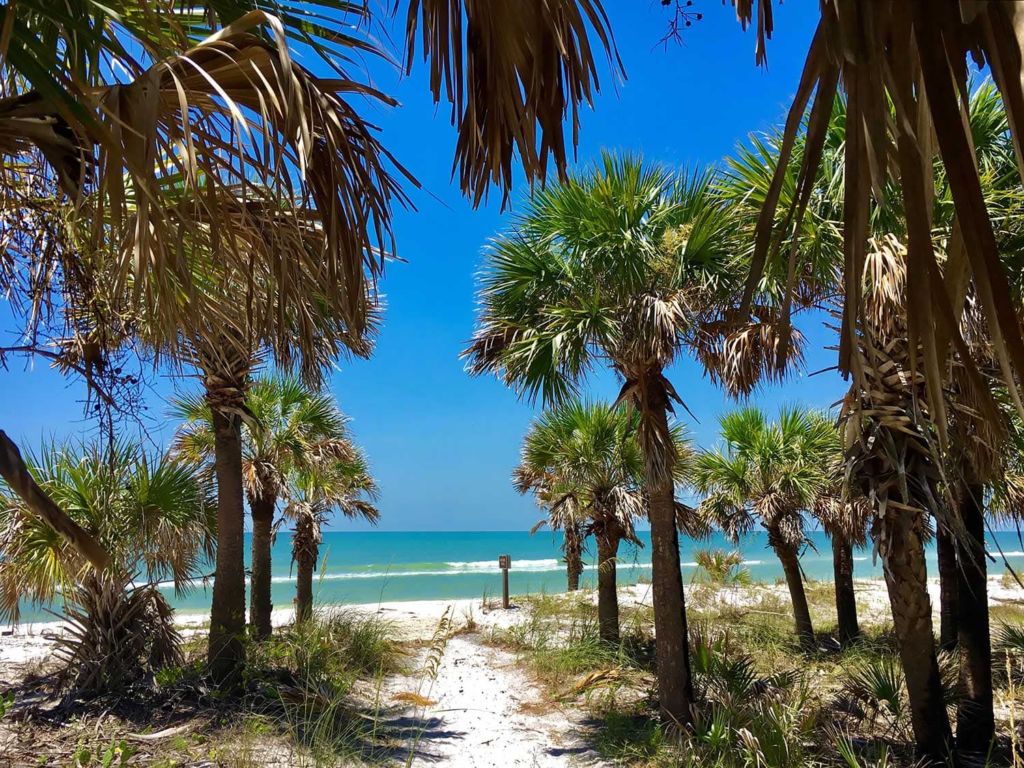 Palm trees lining a walking trail to the beach on Caladesi Island.