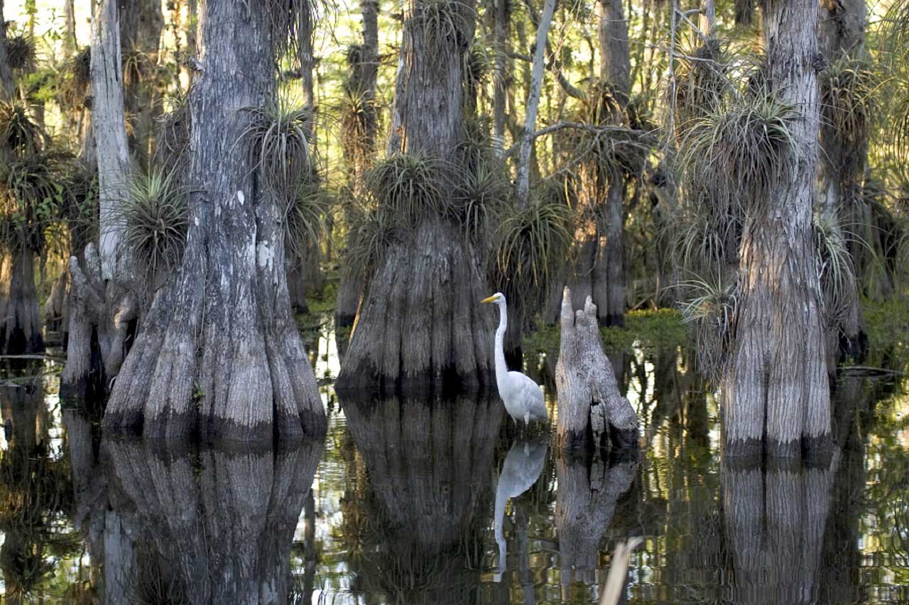 Birds in the Everglades