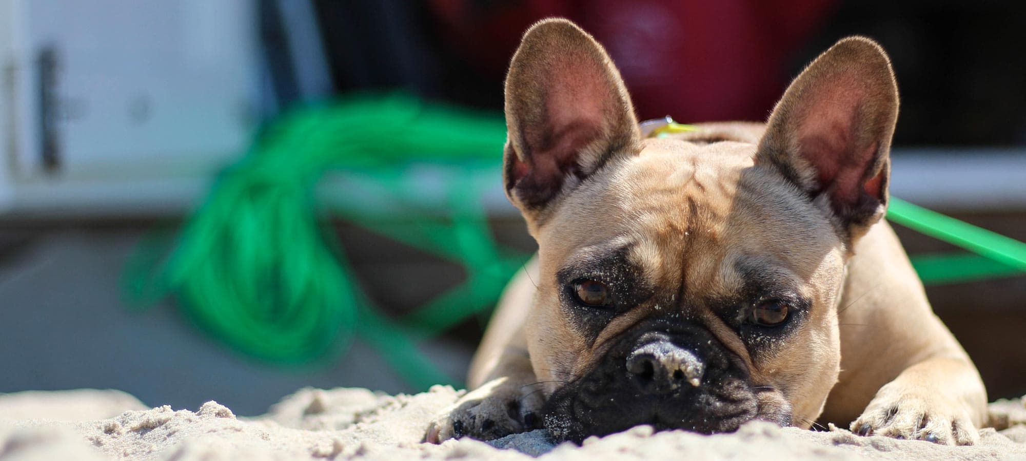 french bulldog, dog on the beach