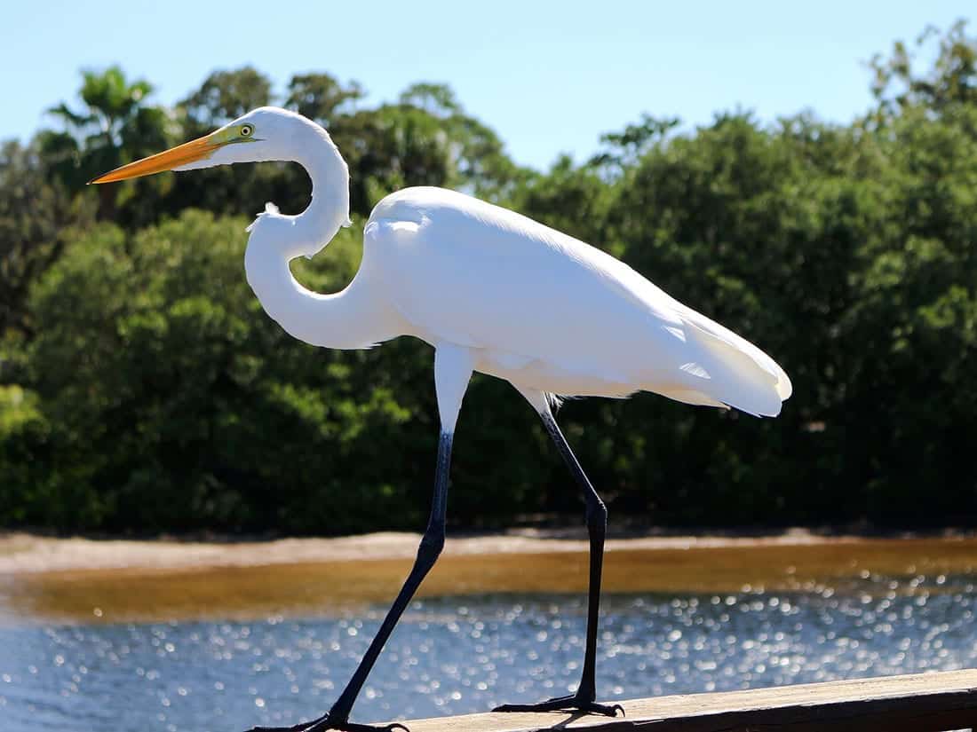 egret, florida birds, florida bird watching