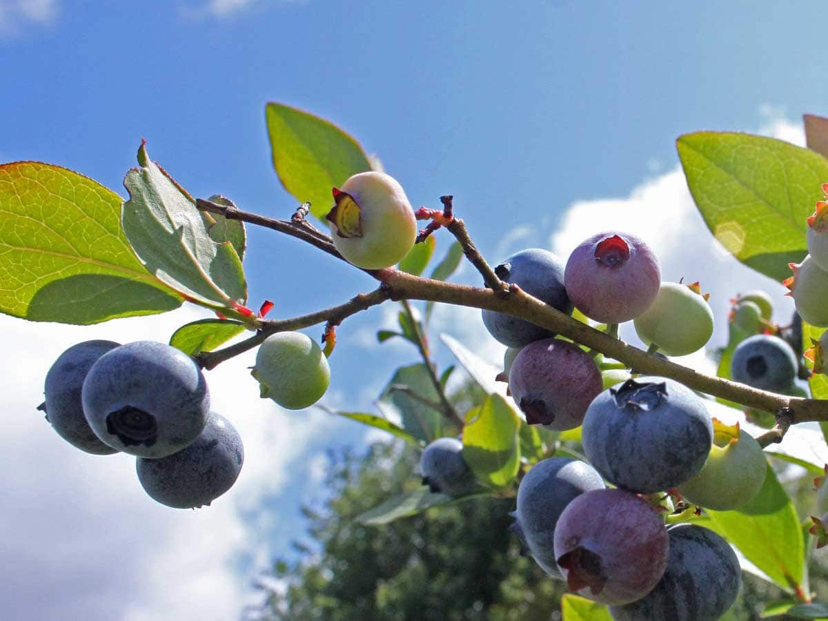 florida blueberry season, florida blueberry festivals
