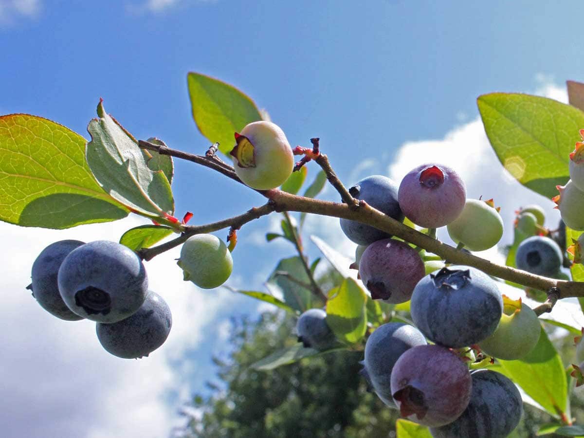 Blueberry Festivals Across Florida Florida Travel + Life