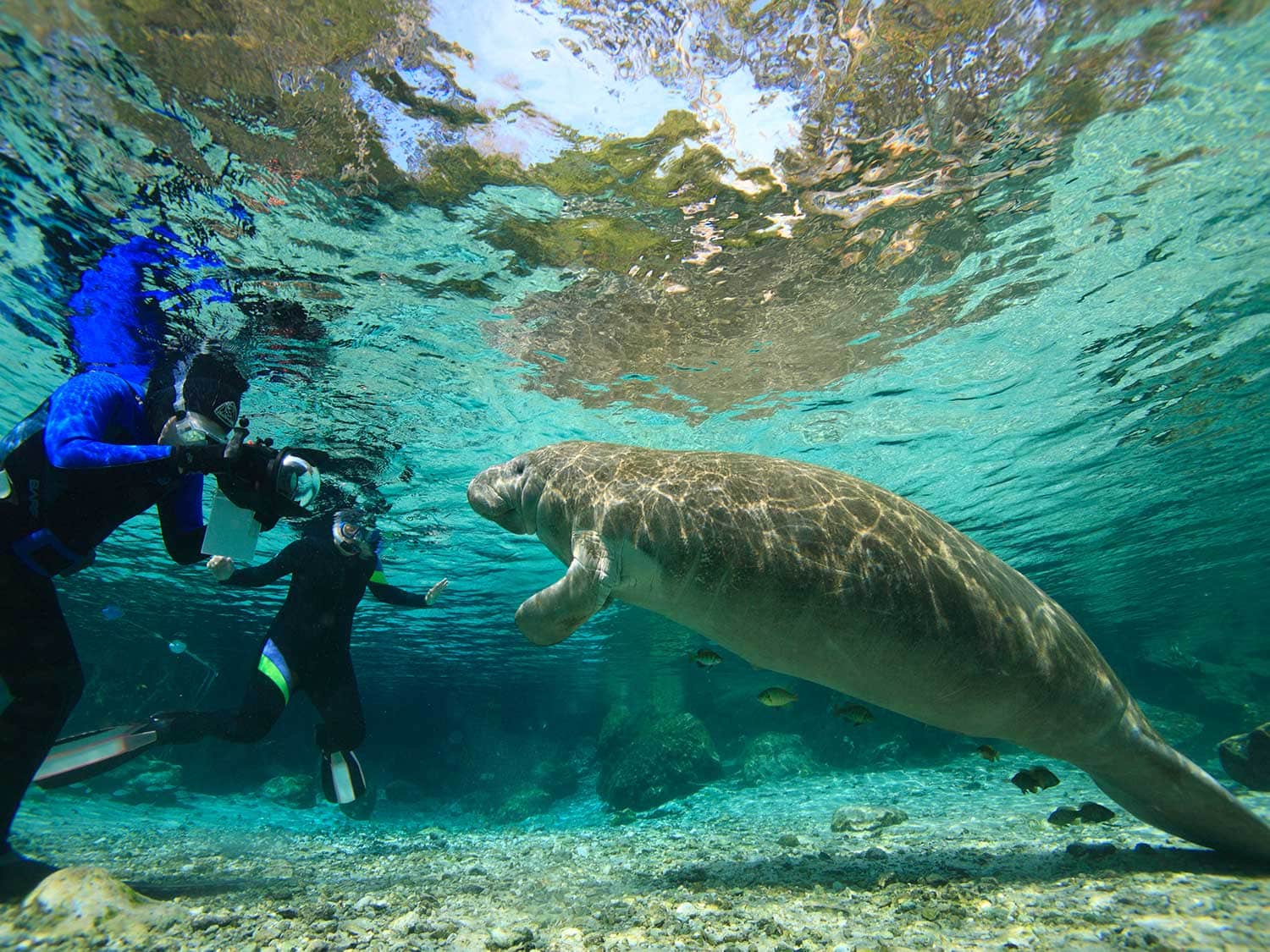 Two scuba divers swimming with a manatee.