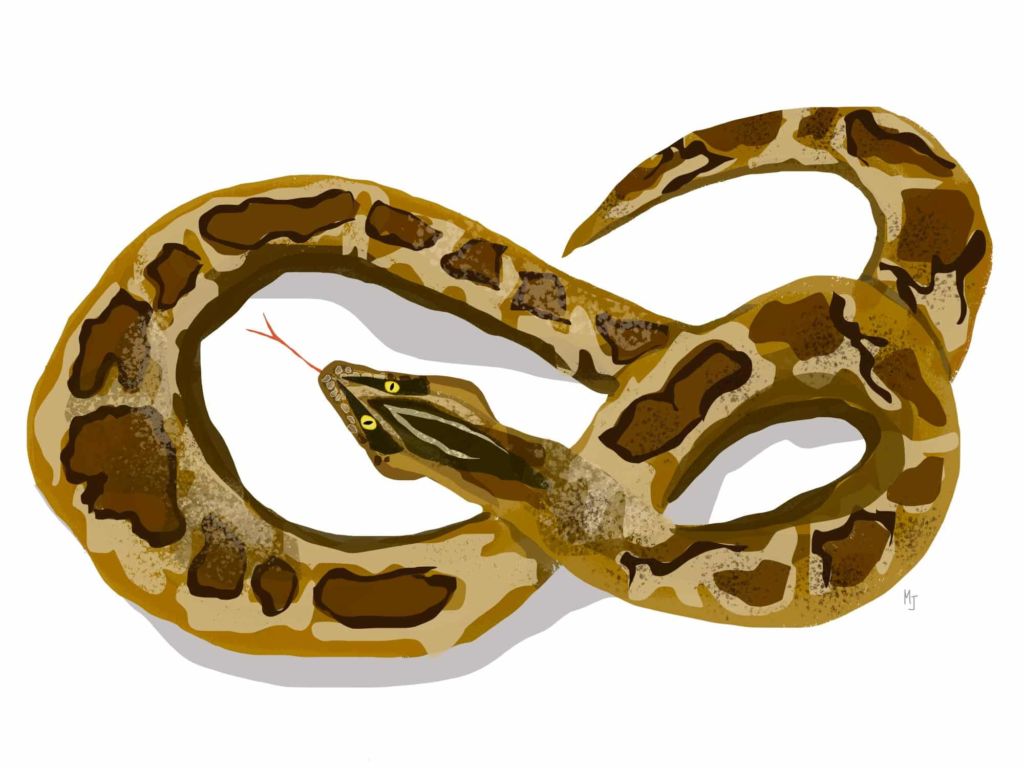 Illustration of Burmese Python