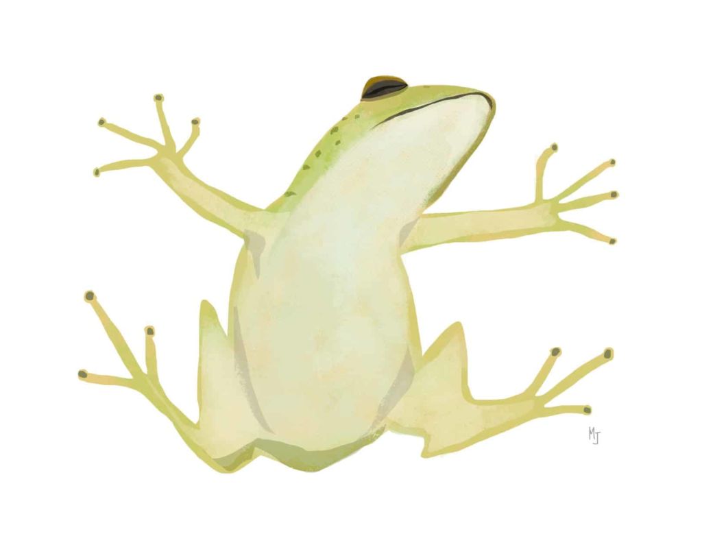 Illustration of Cuban Tree Frog