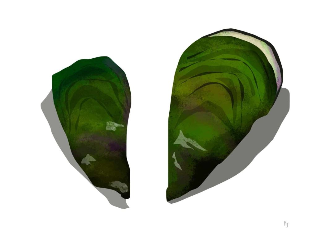 Illustration of Green Mussels
