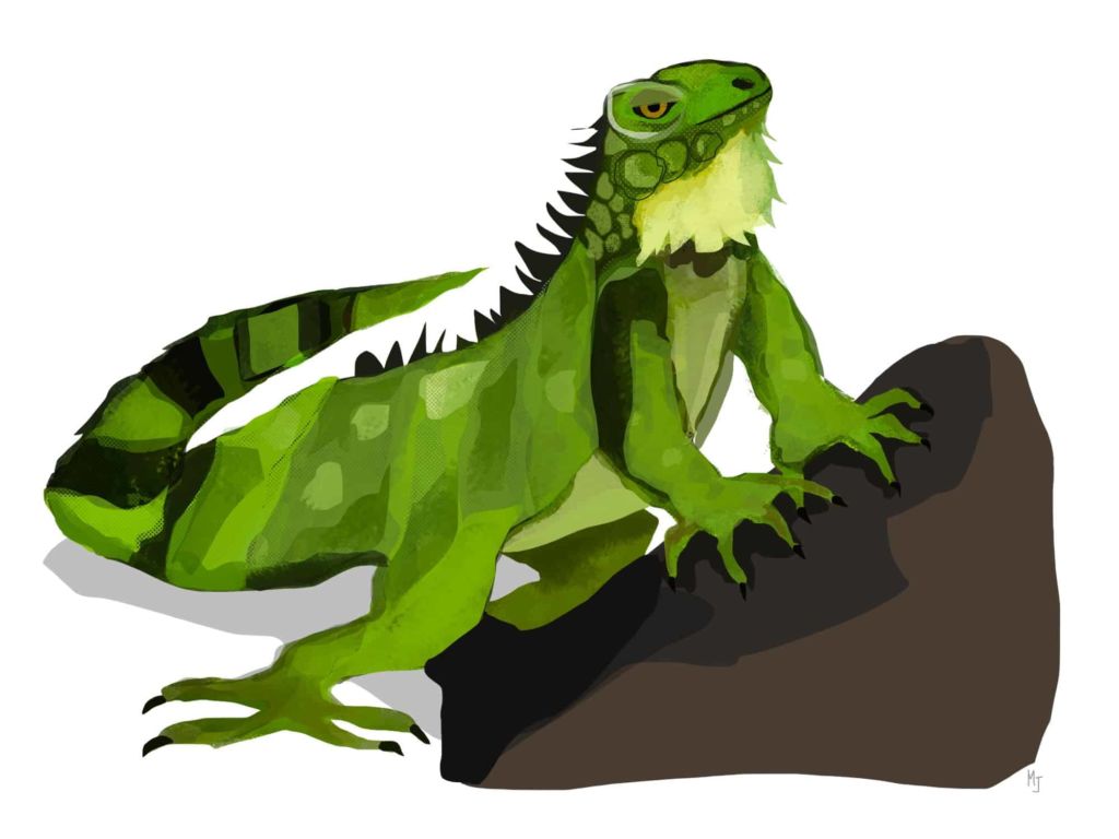 Illustration of Green Iguana