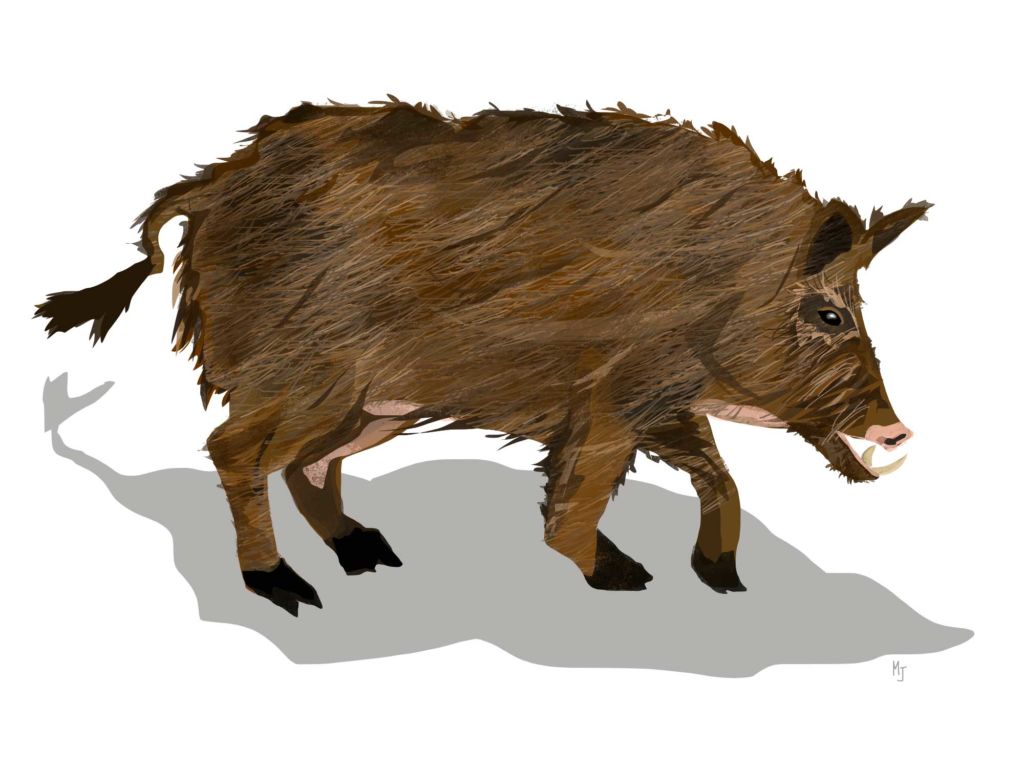 Illustration of Wild Boar