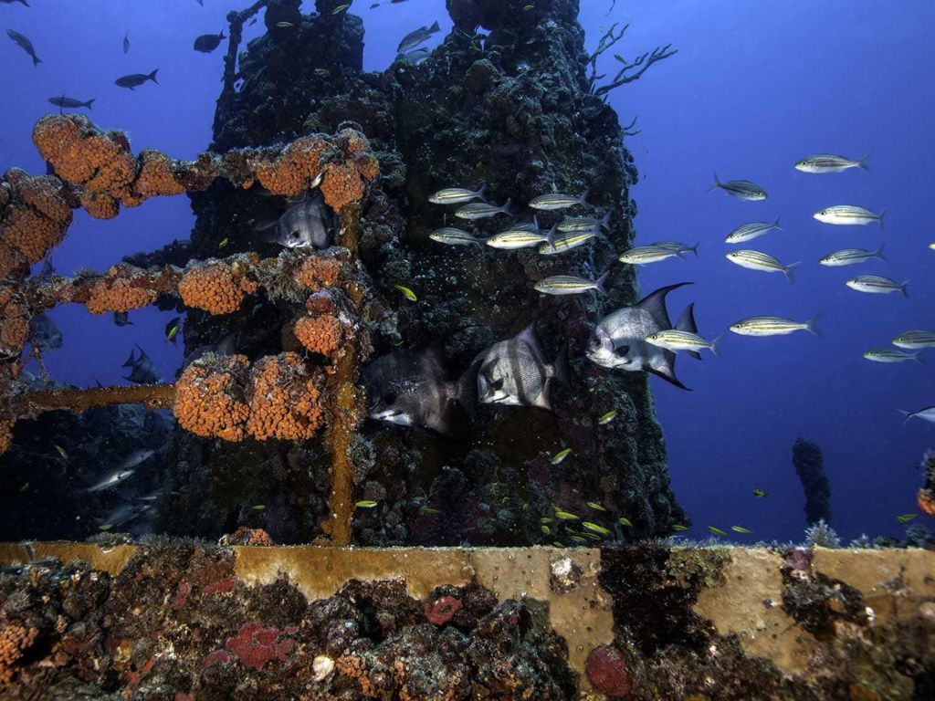 spadefish swim around scuba diver near sunken ship.