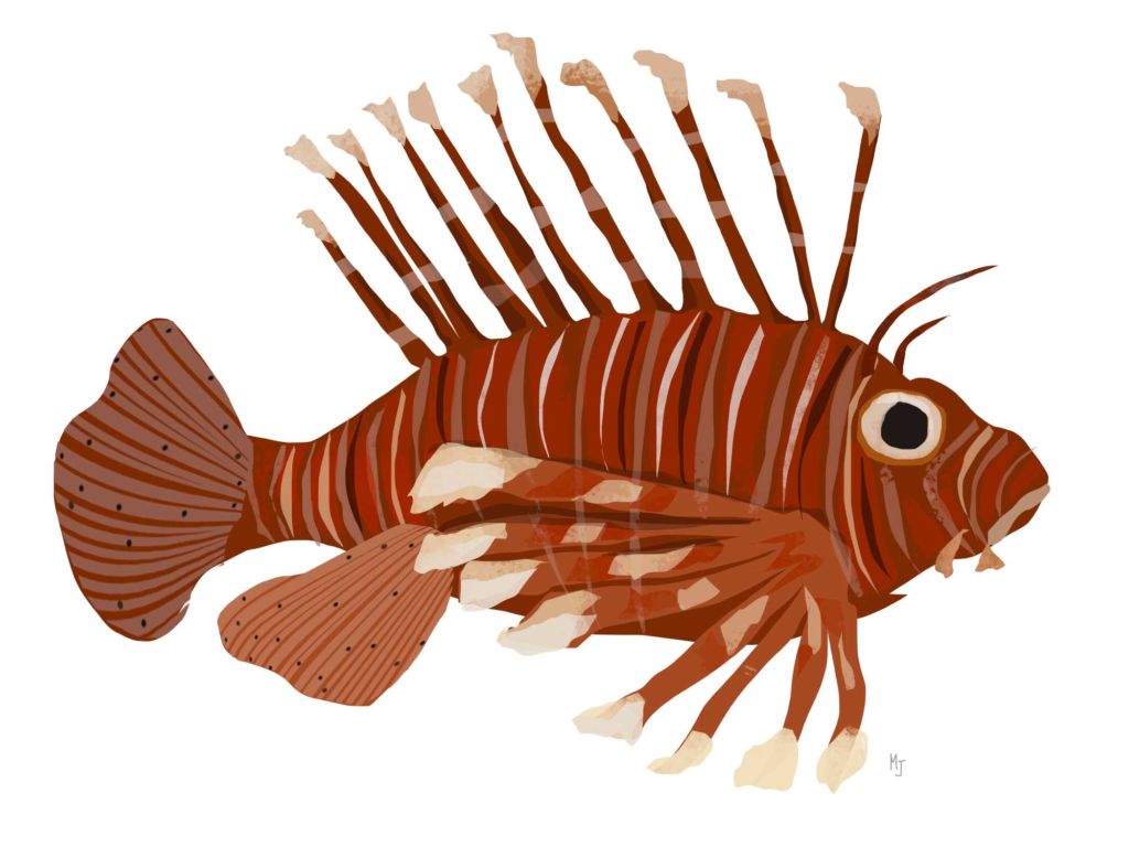 Lionfish illustration