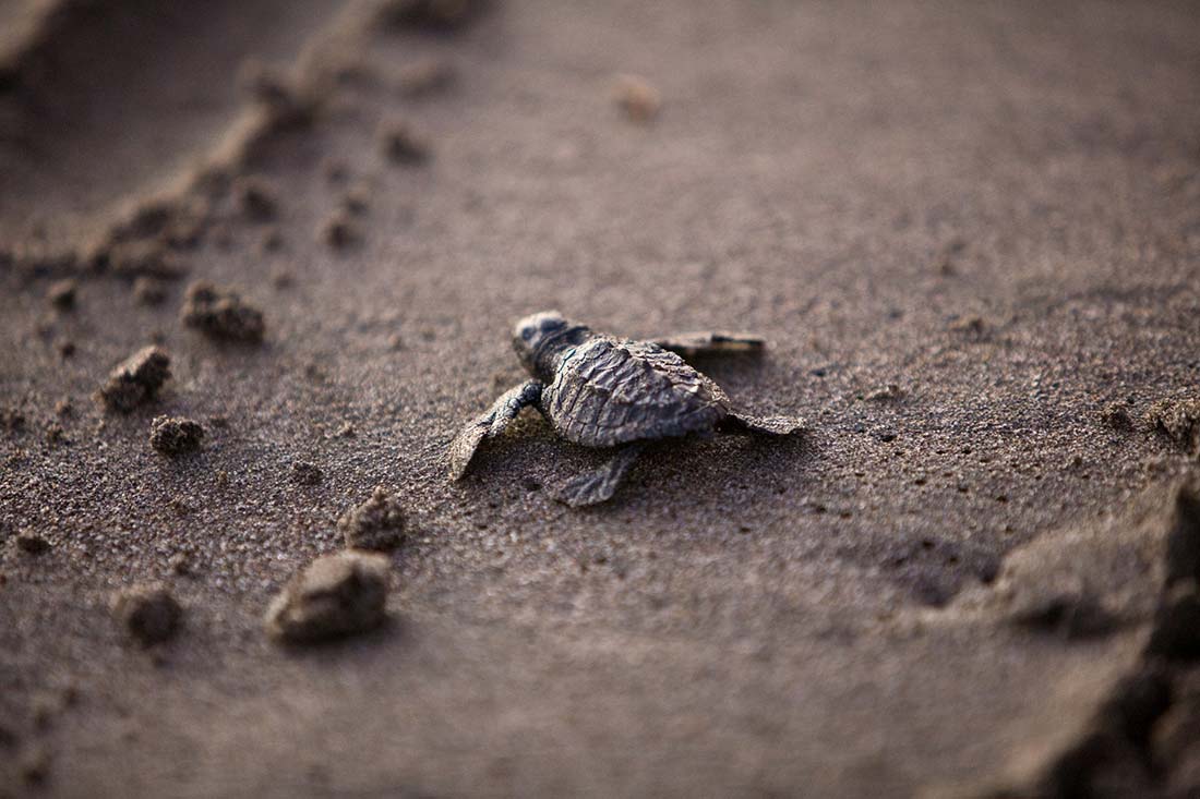 sea turtle season, florida sea turtle tour