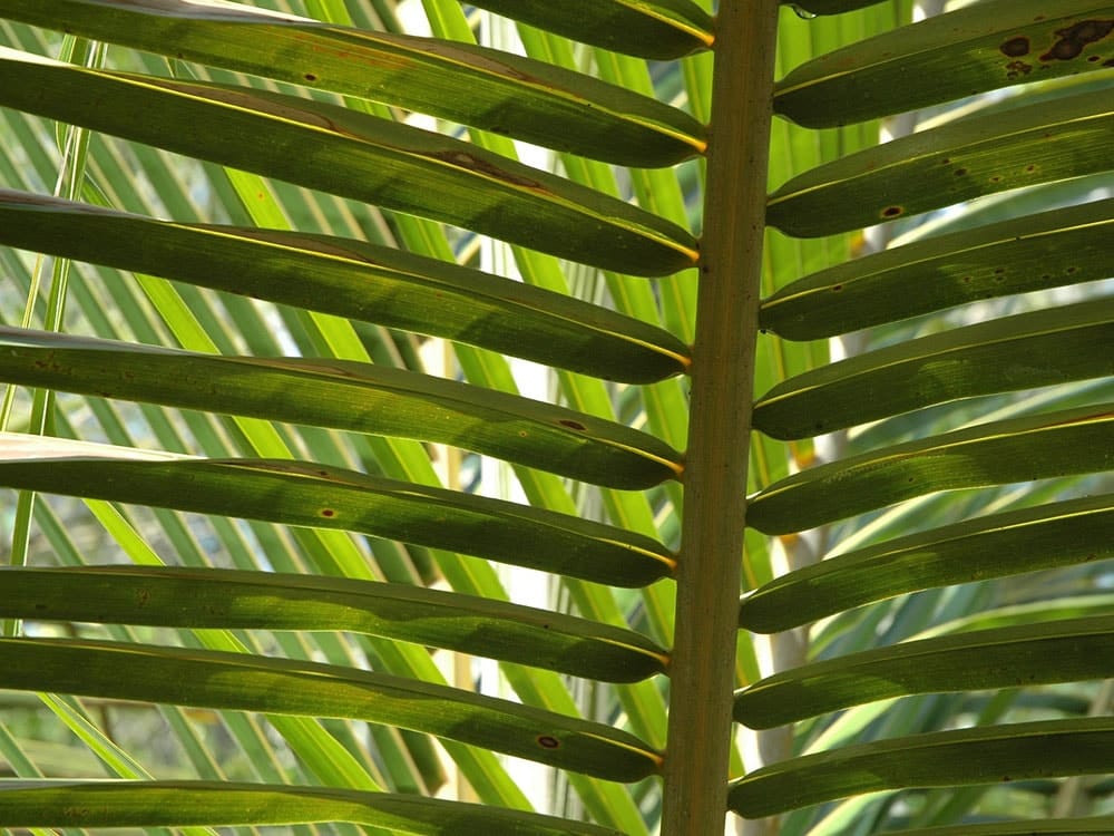 palm leaves