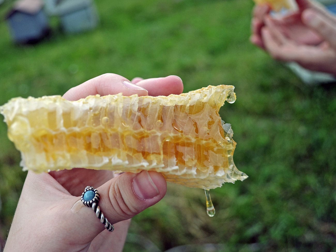 tupelo honey festival, north florida honey