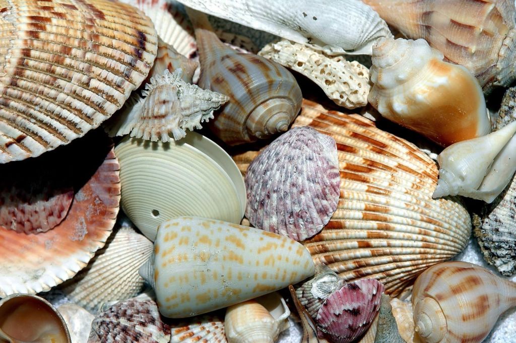 An assortment of shells in the sand.