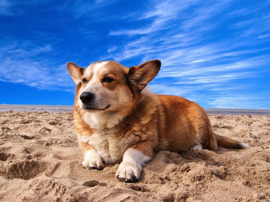 corgi