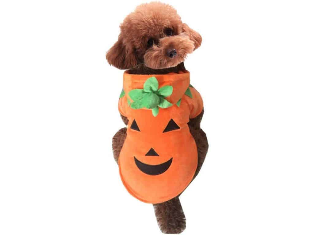 Mogolo pumpkin costume