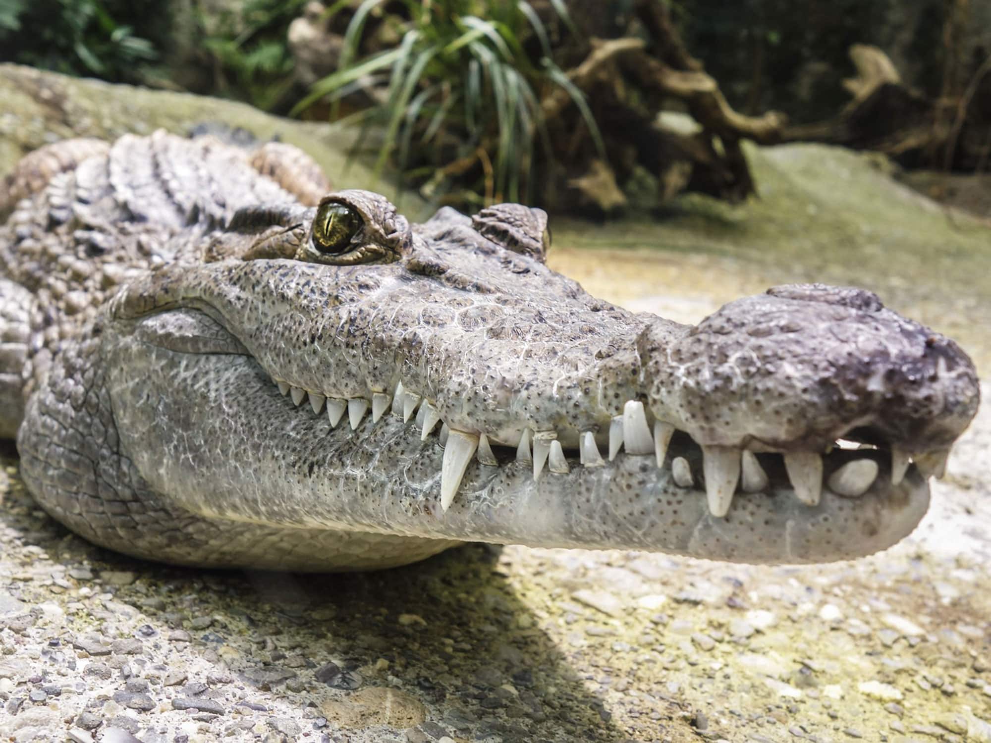 Closeup of a crocodile's head