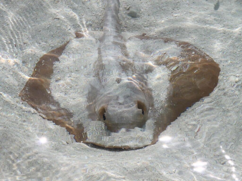 Stingrays make their home along sandy shores.