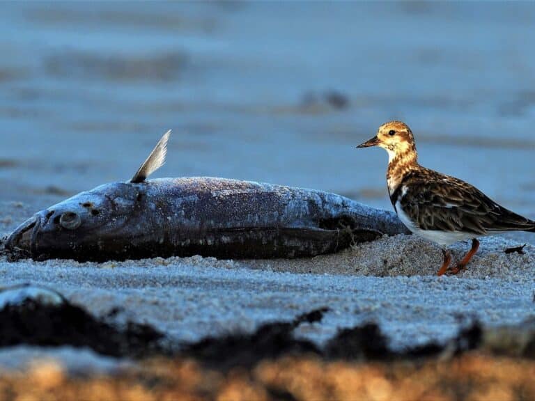 Deceased fish next to bird on the shoreline