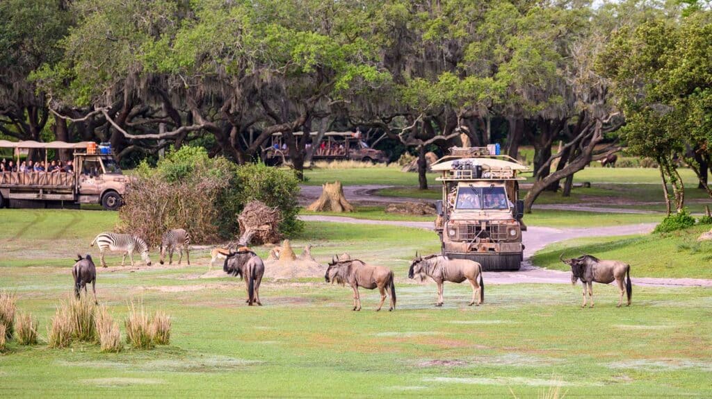 The Kilimanjaro Safari