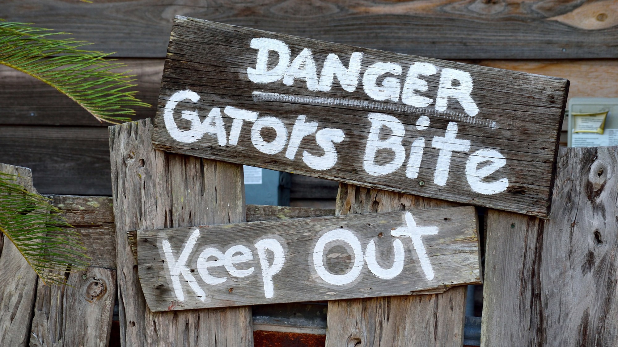 Gators are plentiful in Florida, but shark bites are more common.