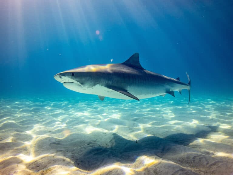 Danger is lurking in the water, but what are the chances this shark is looking for you?