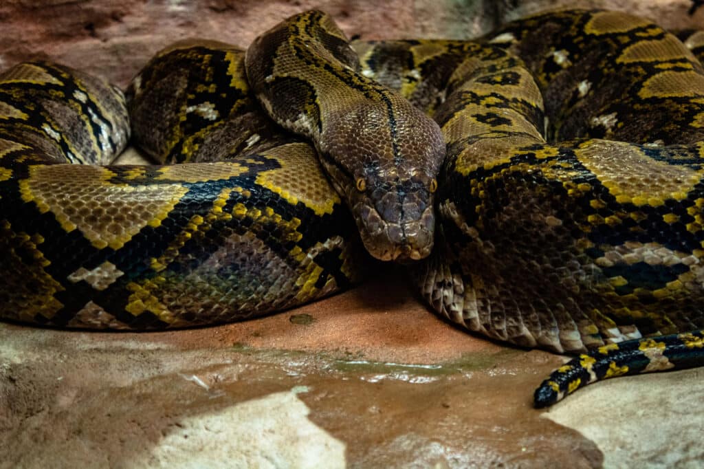 The Florida Python Challenge returns in August.