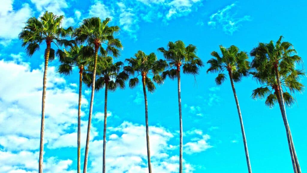 They’re palms, but they’re technically not trees.