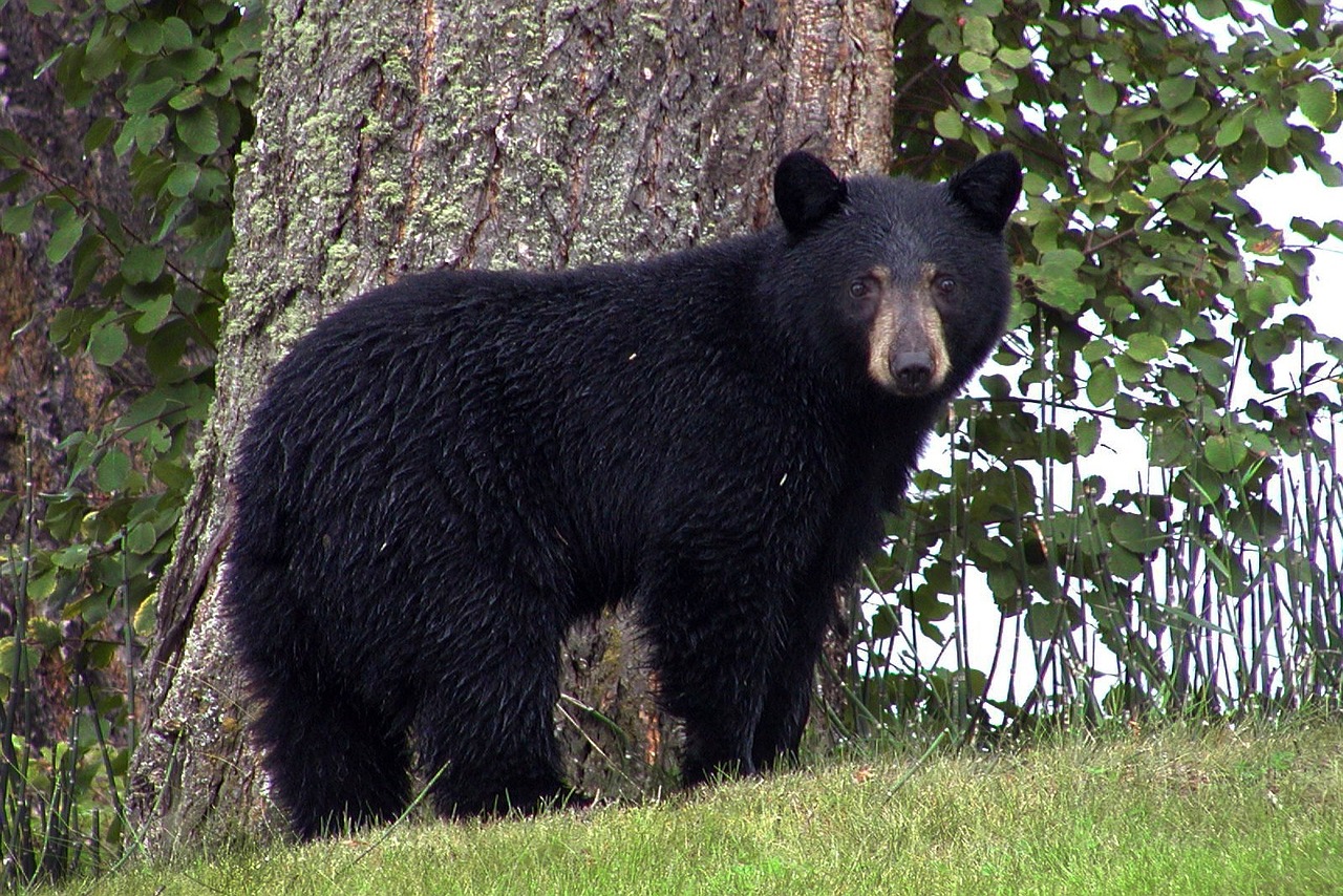 A black bear in the wild