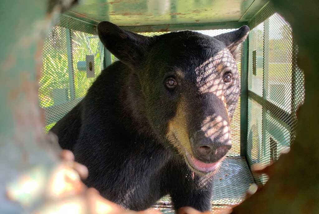 Photo of the captured black bear
