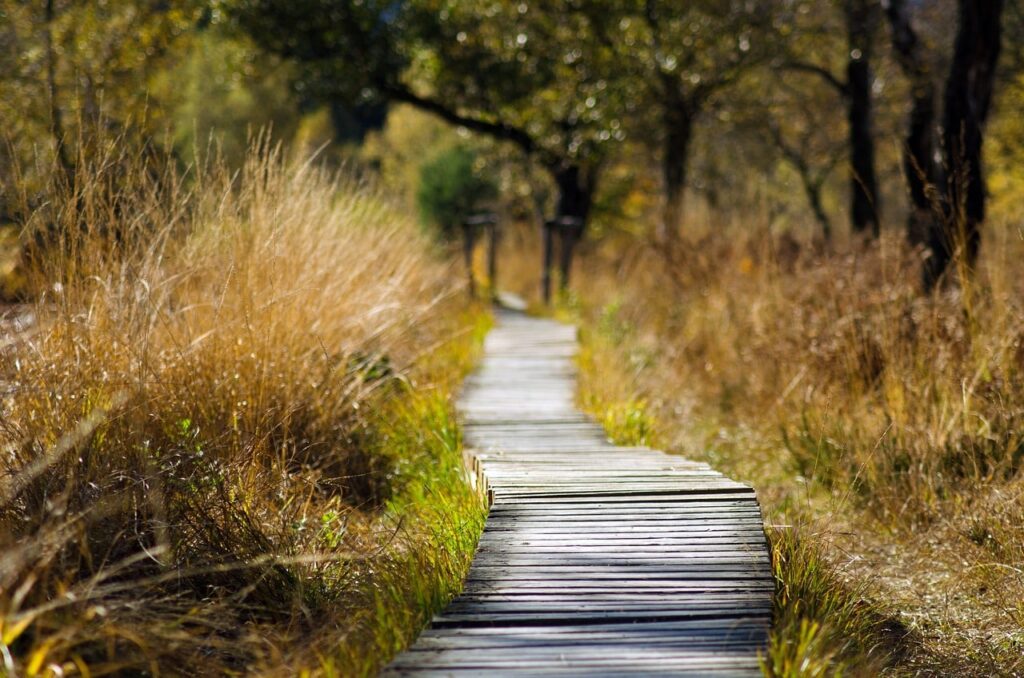 A hiking trail