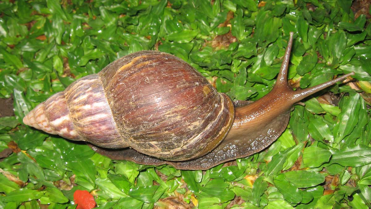 Giant African land snail