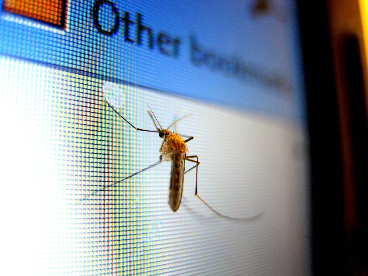 Mosquito on a computer screen