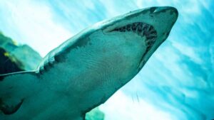 Close-up photo of a shark and his toothy smile